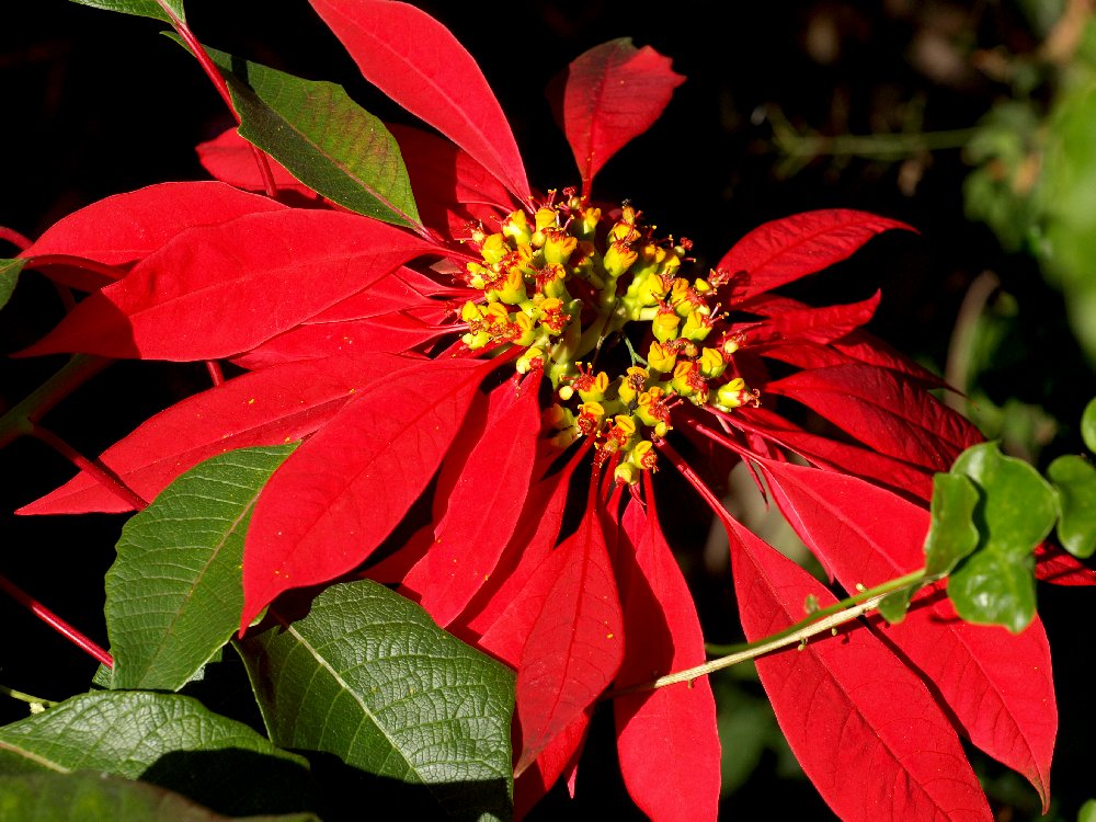 Poinsettia